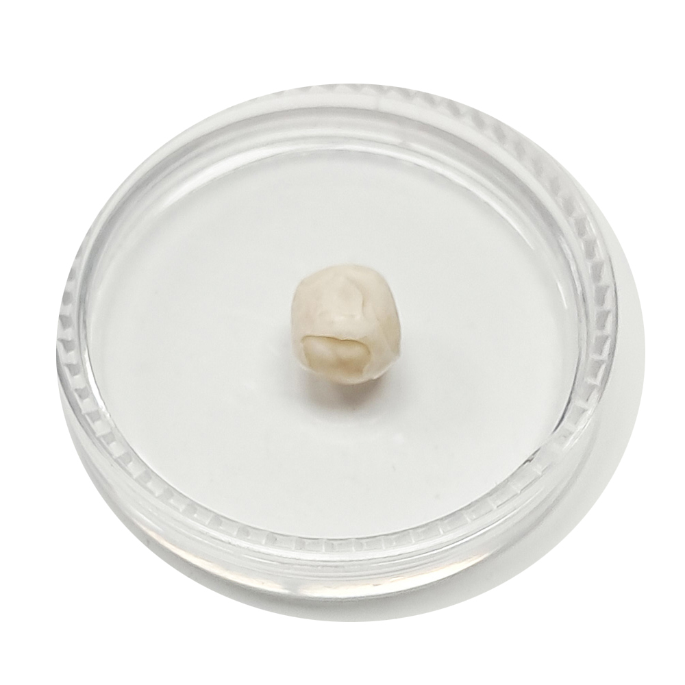 跳出龍宮舍利8mm【十方】151940