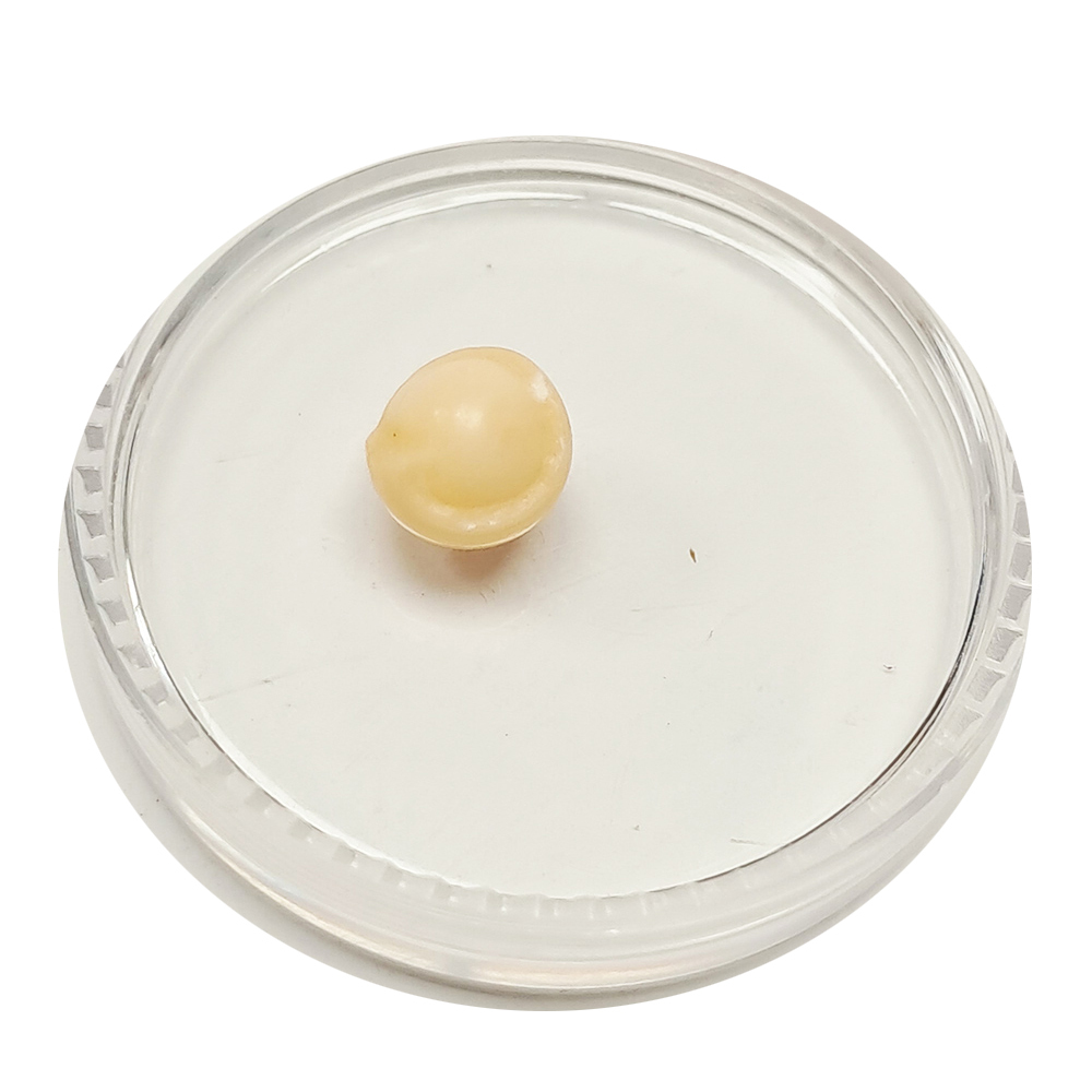 跳出龍宮舍利8mm【十方】151941