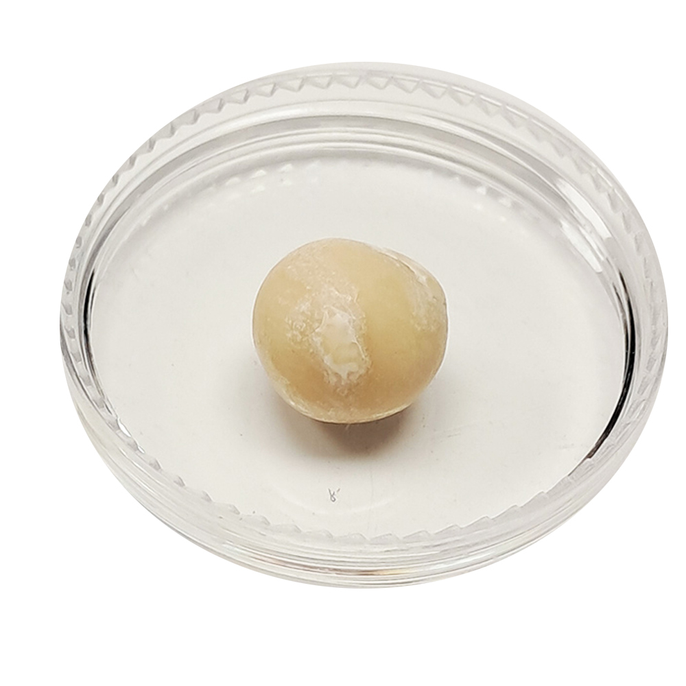 跳出龍宮舍利12mm【十方】151943