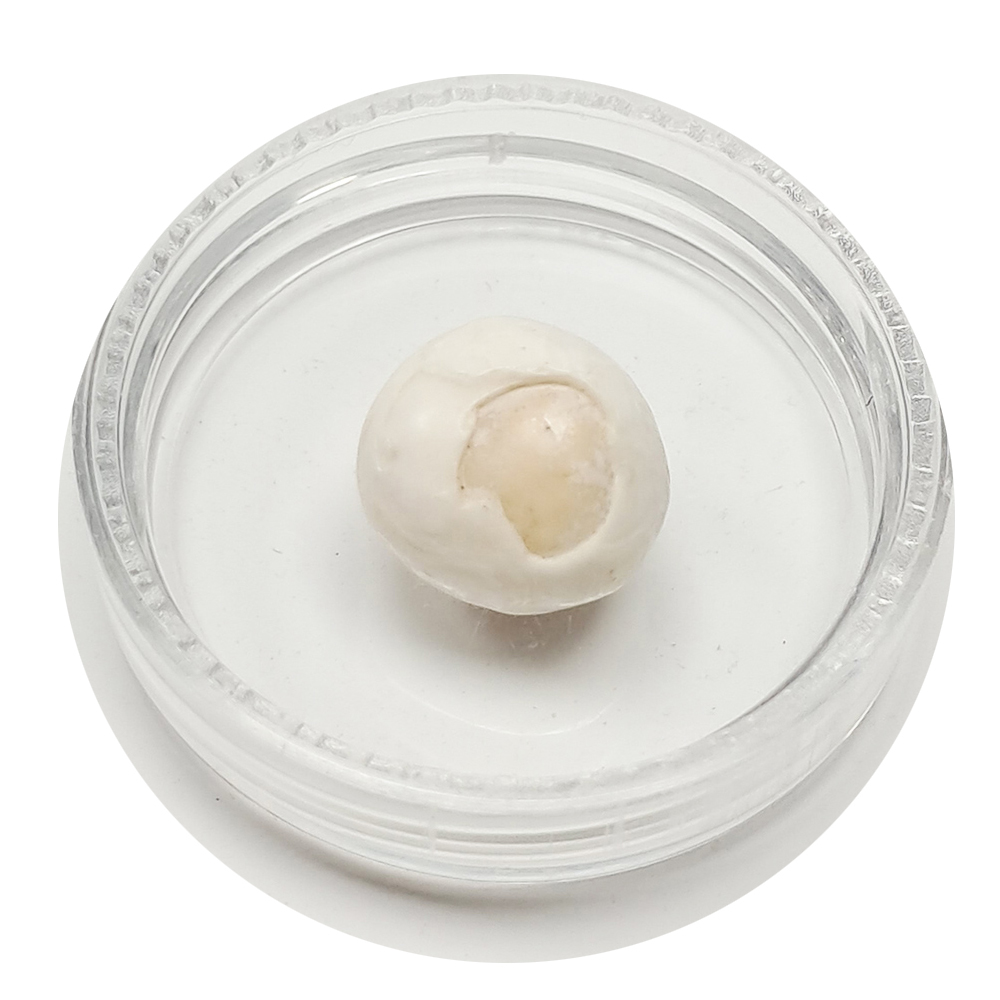 跳出龍宮舍利12mm【十方】151938