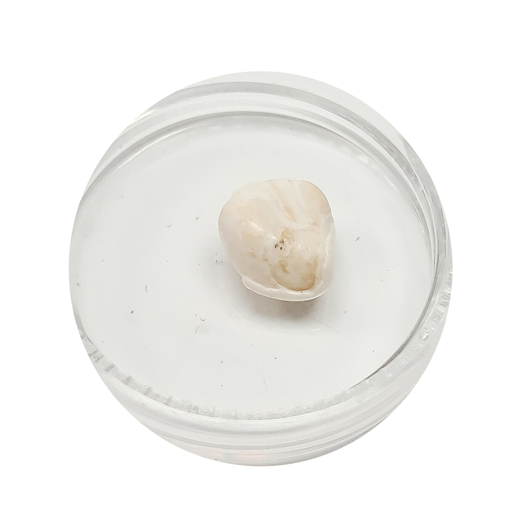 跳出龍宮舍利9mm【十方】151937