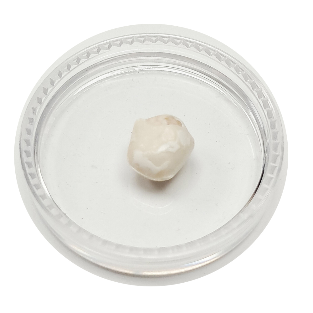 跳出龍宮舍利8mm【十方】151936