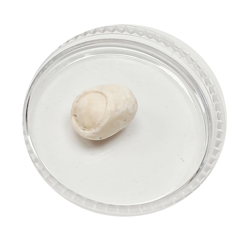 跳出龍宮舍利9mm【十方】151935