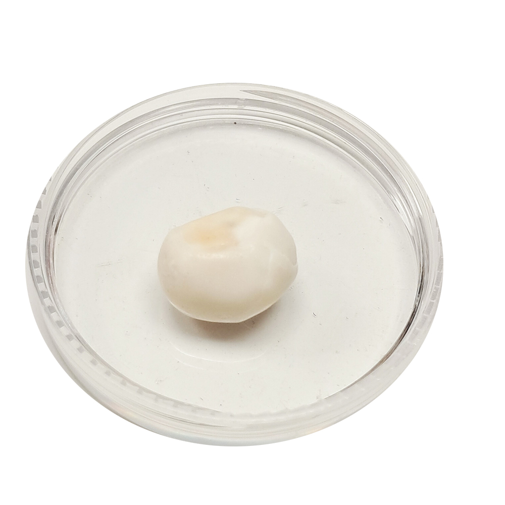 跳出龍宮舍利13mm【十方】151945