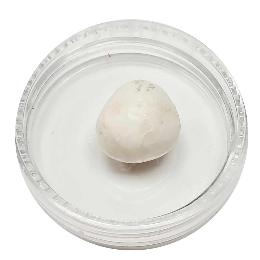 跳出龍宮舍利12mm【十方】151938