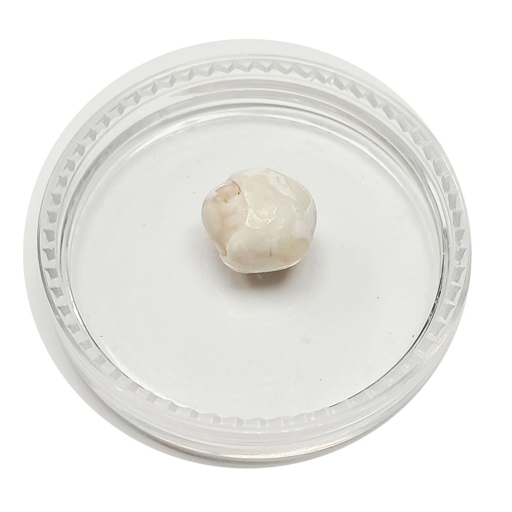 跳出龍宮舍利8mm【十方】151936