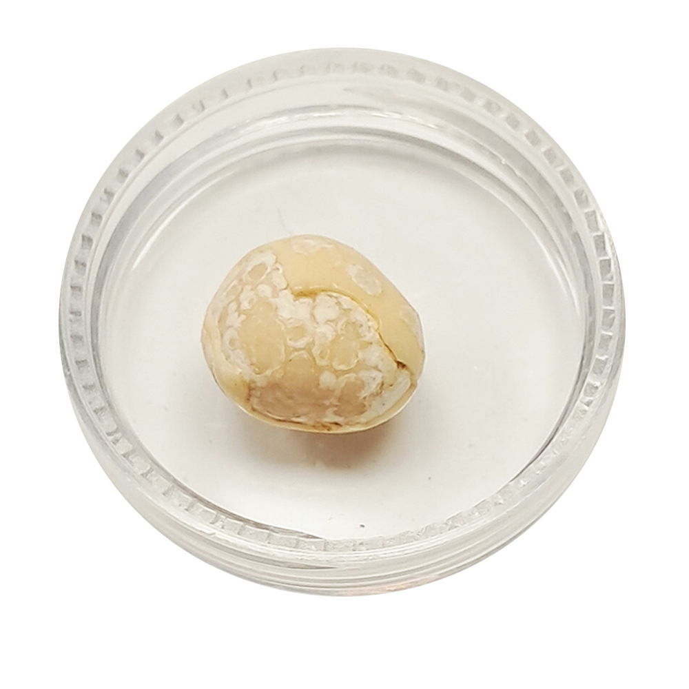 跳出舍利龍宮舍利11mm【十方】151930