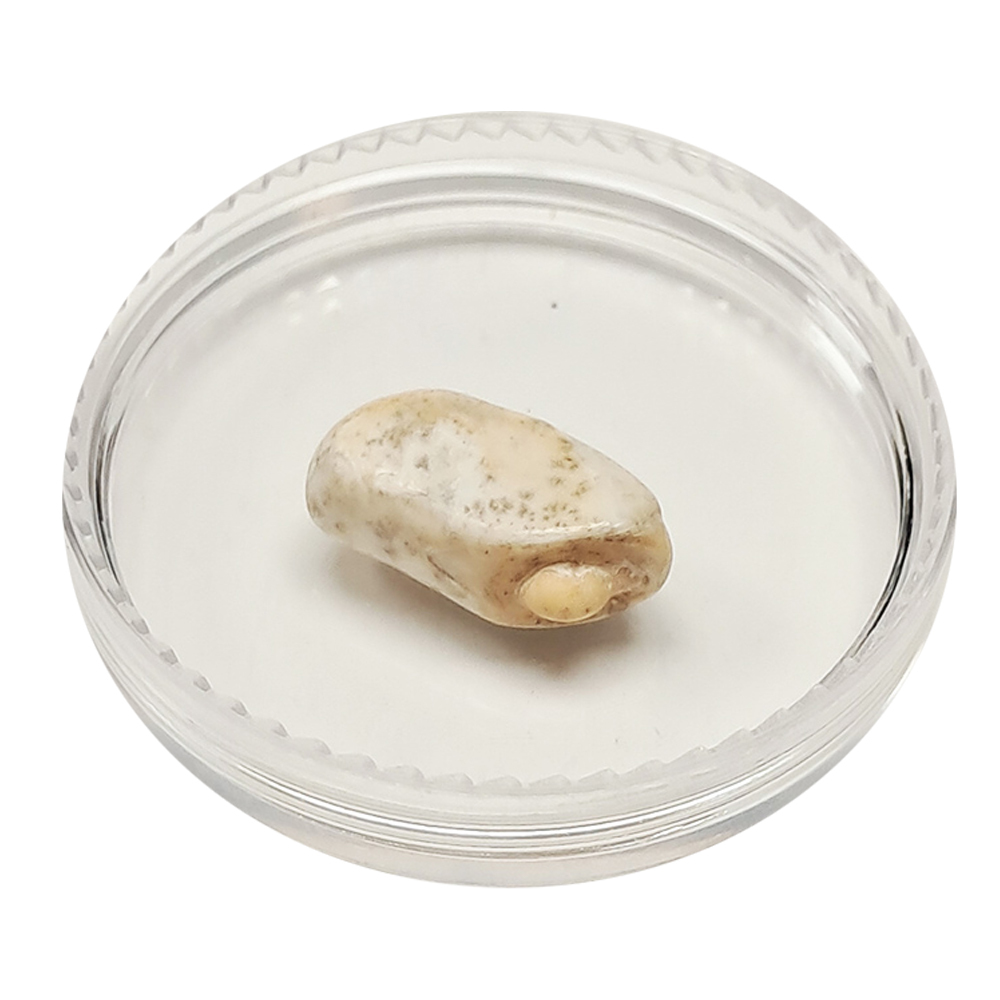 跳出龍宮舍利15mm【十方】151946