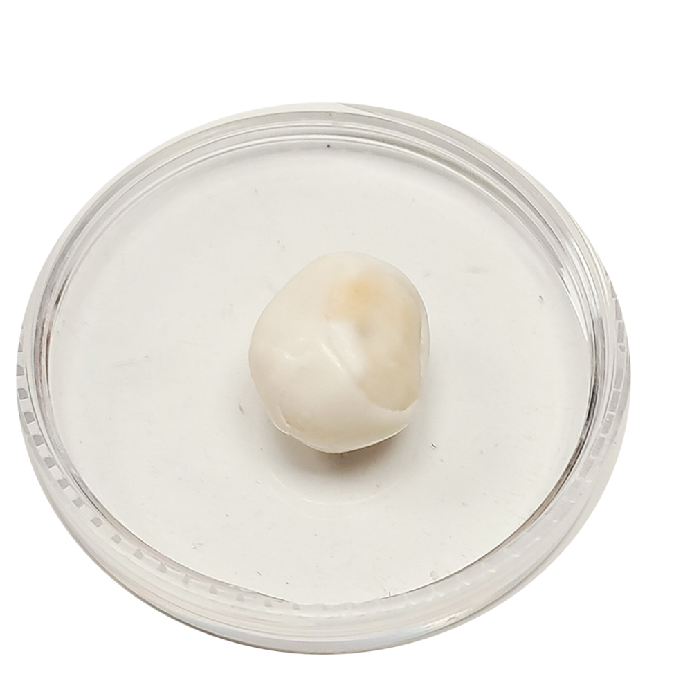 跳出龍宮舍利13mm【十方】151945