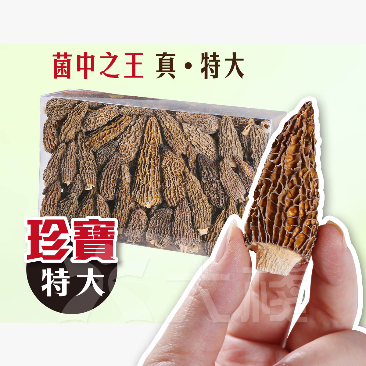 珍寶特大羊肚菌 (200g)