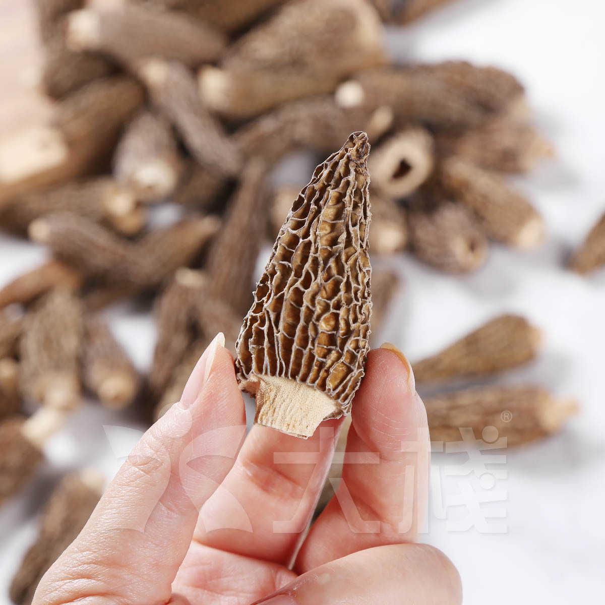 珍寶特大羊肚菌 (200g)