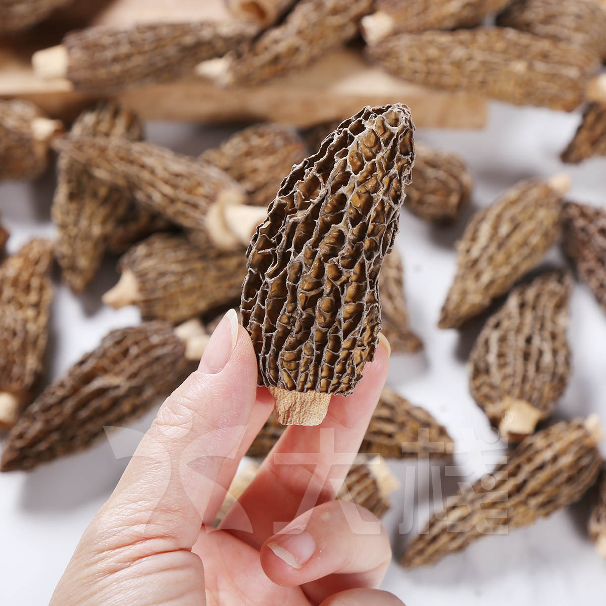 極罕巨無霸羊肚菌 (200g)