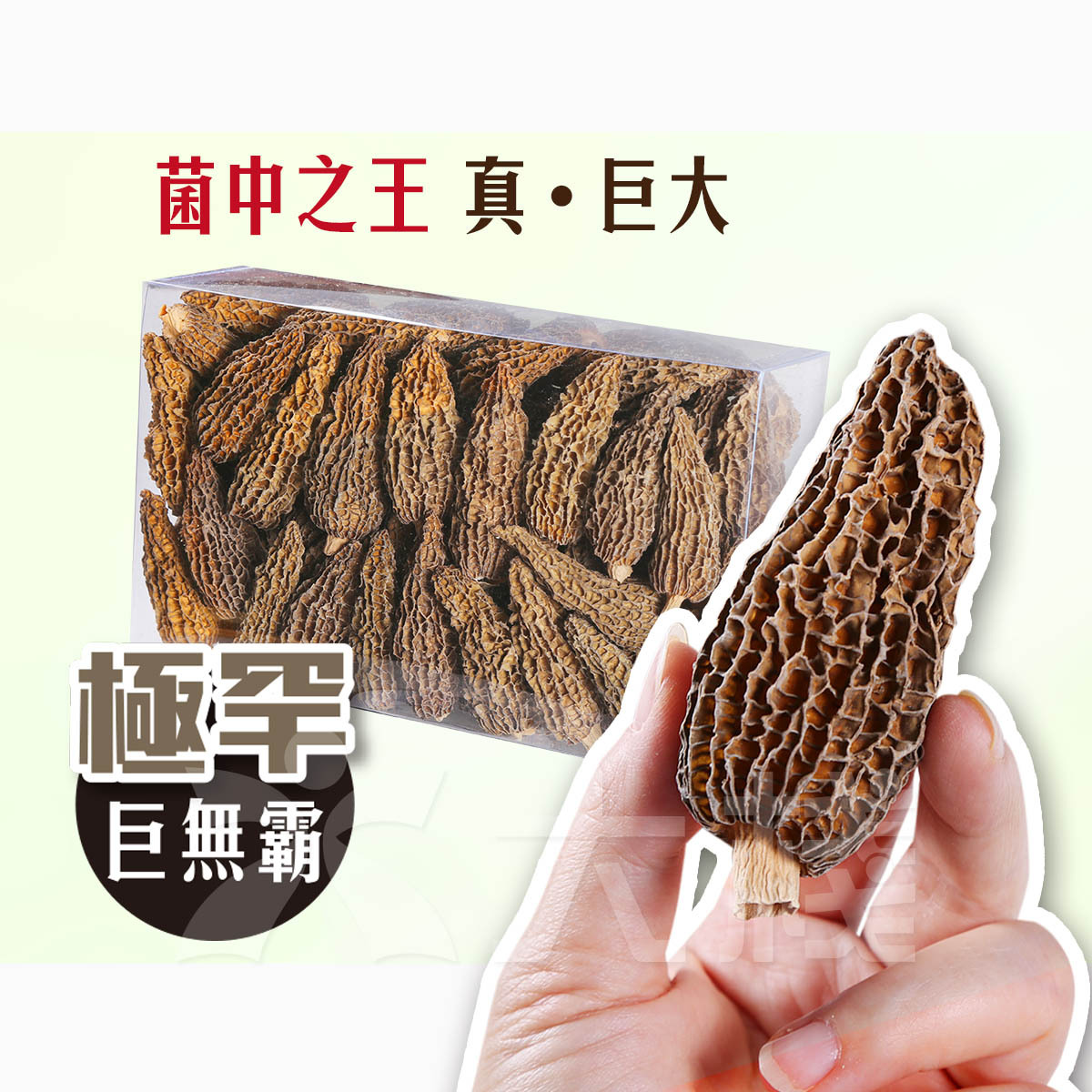 極罕巨無霸羊肚菌 (200g)
