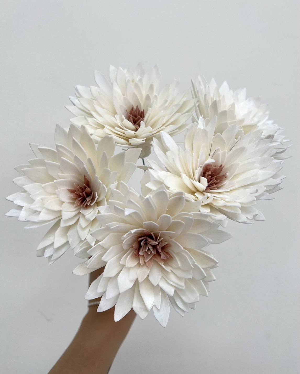 泰國索拉花-大理花(咖啡心) 8cm <5支一把> (高品質)