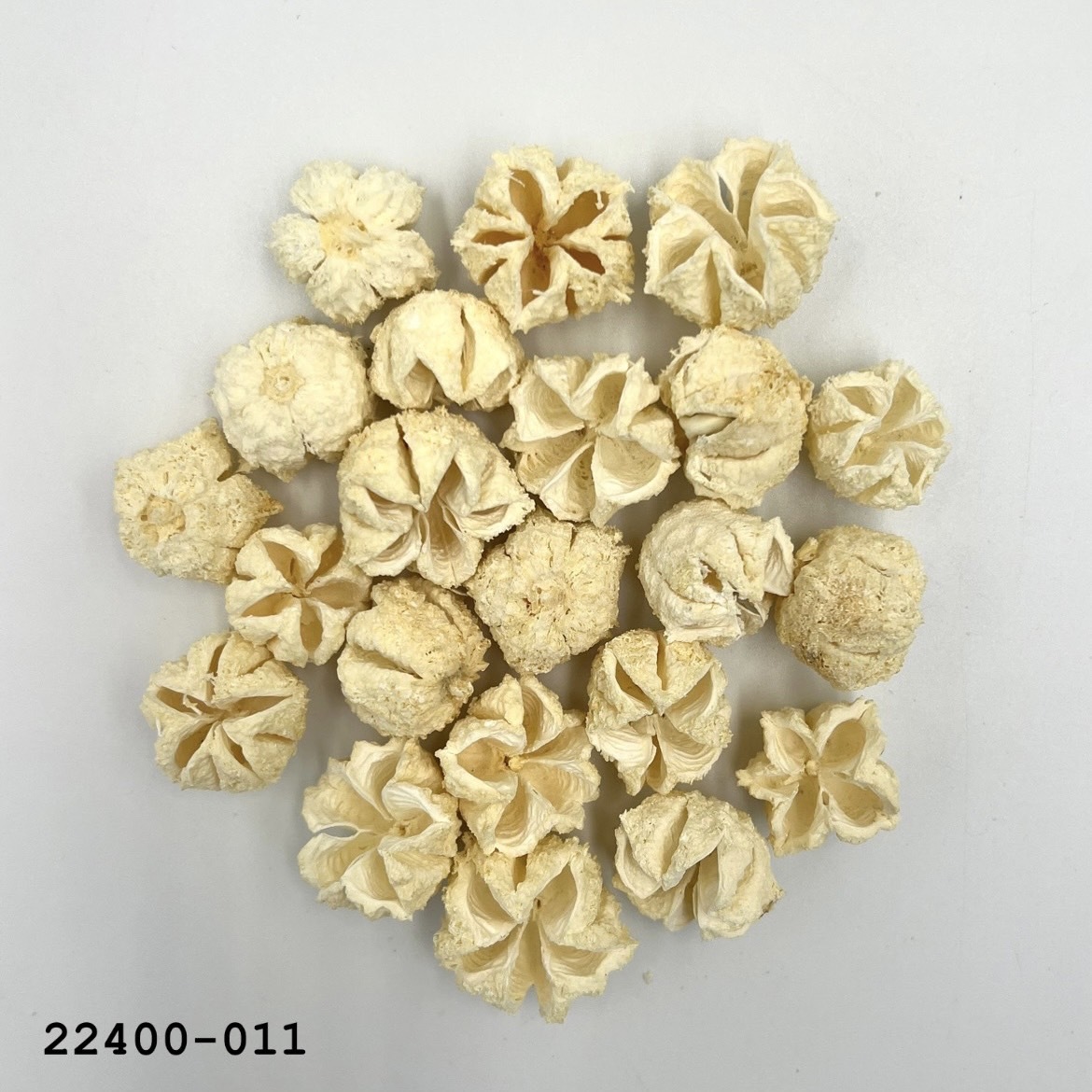 乾燥芸香果 22400-011