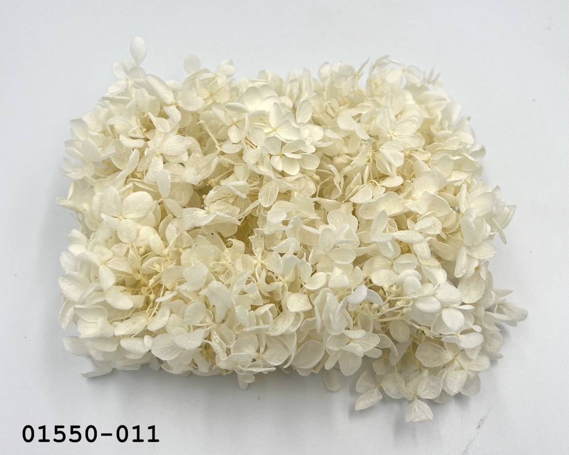 不凋中葉繡球 01550-011