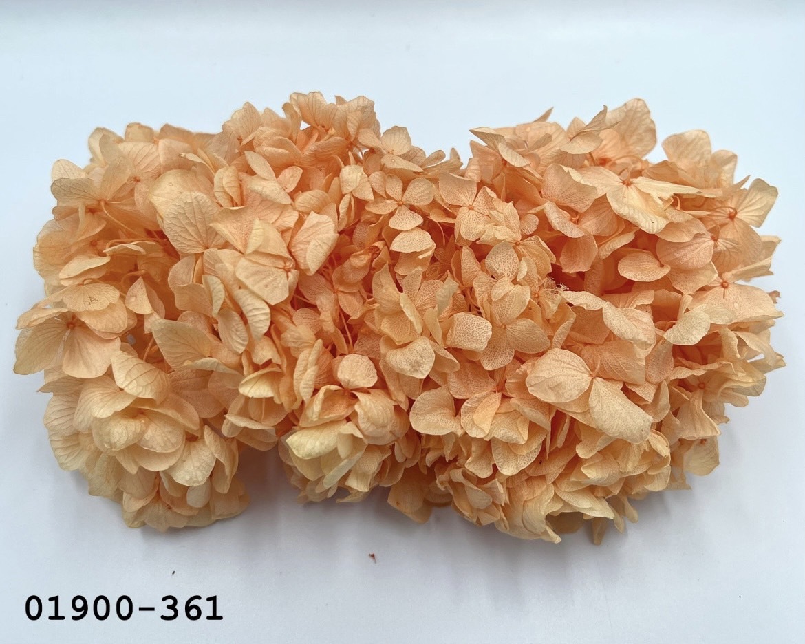 不凋大葉繡球 01900-361