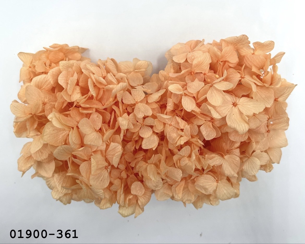 不凋大葉繡球 01900-361