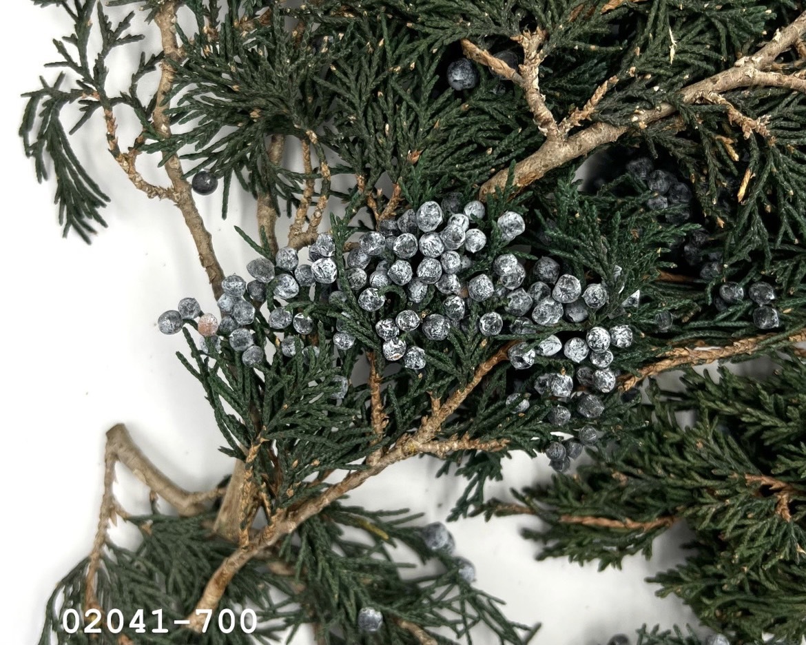 02041-700 袋裝石松