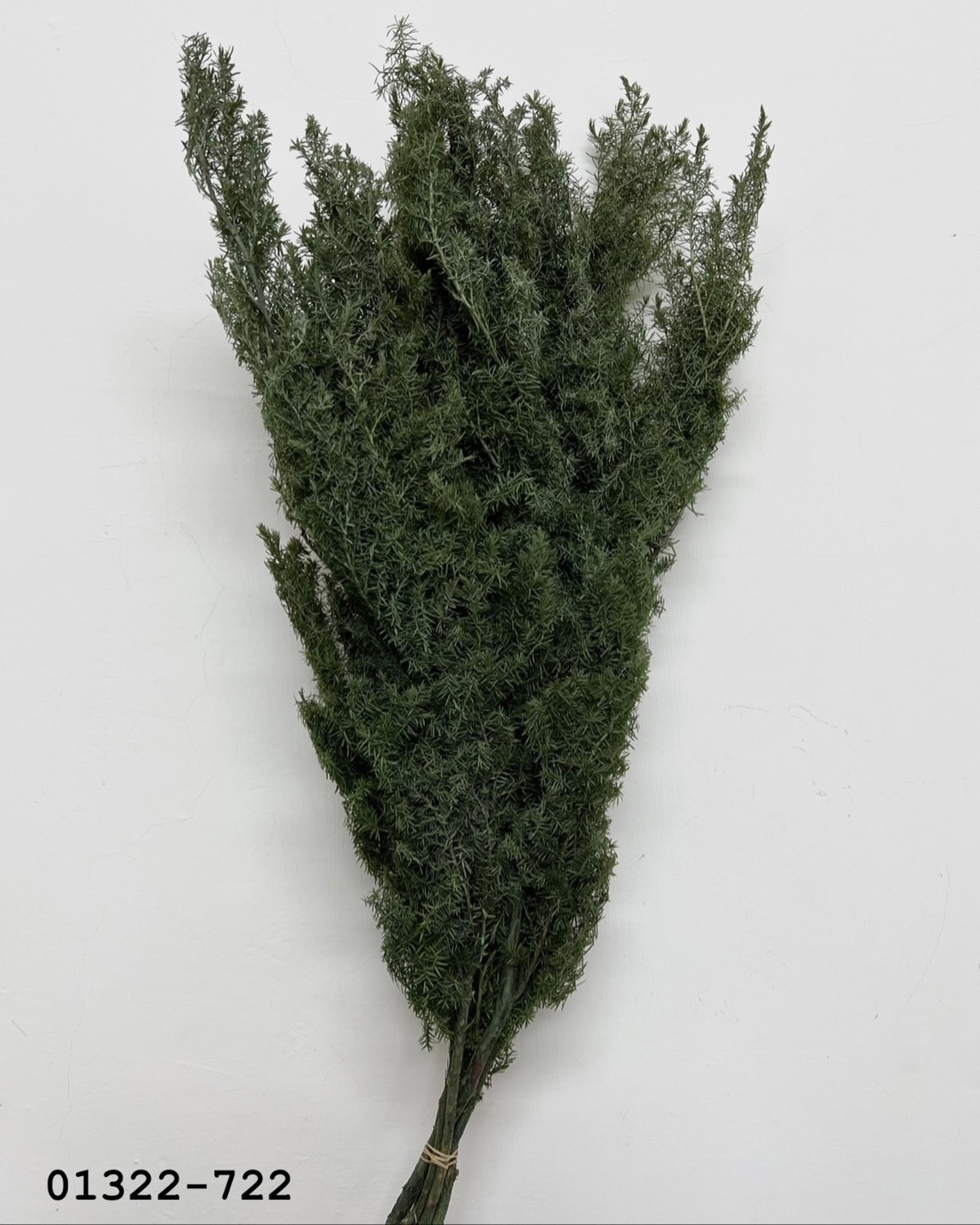 (優惠)日本不凋雪松(草綠) 01322-722
