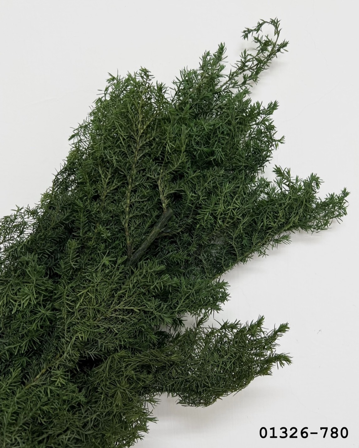 （優惠）日本不凋雪松01326-780