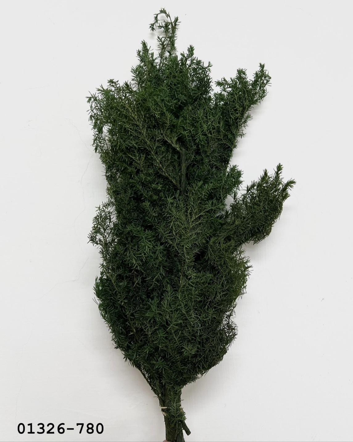 （優惠）日本不凋雪松01326-780