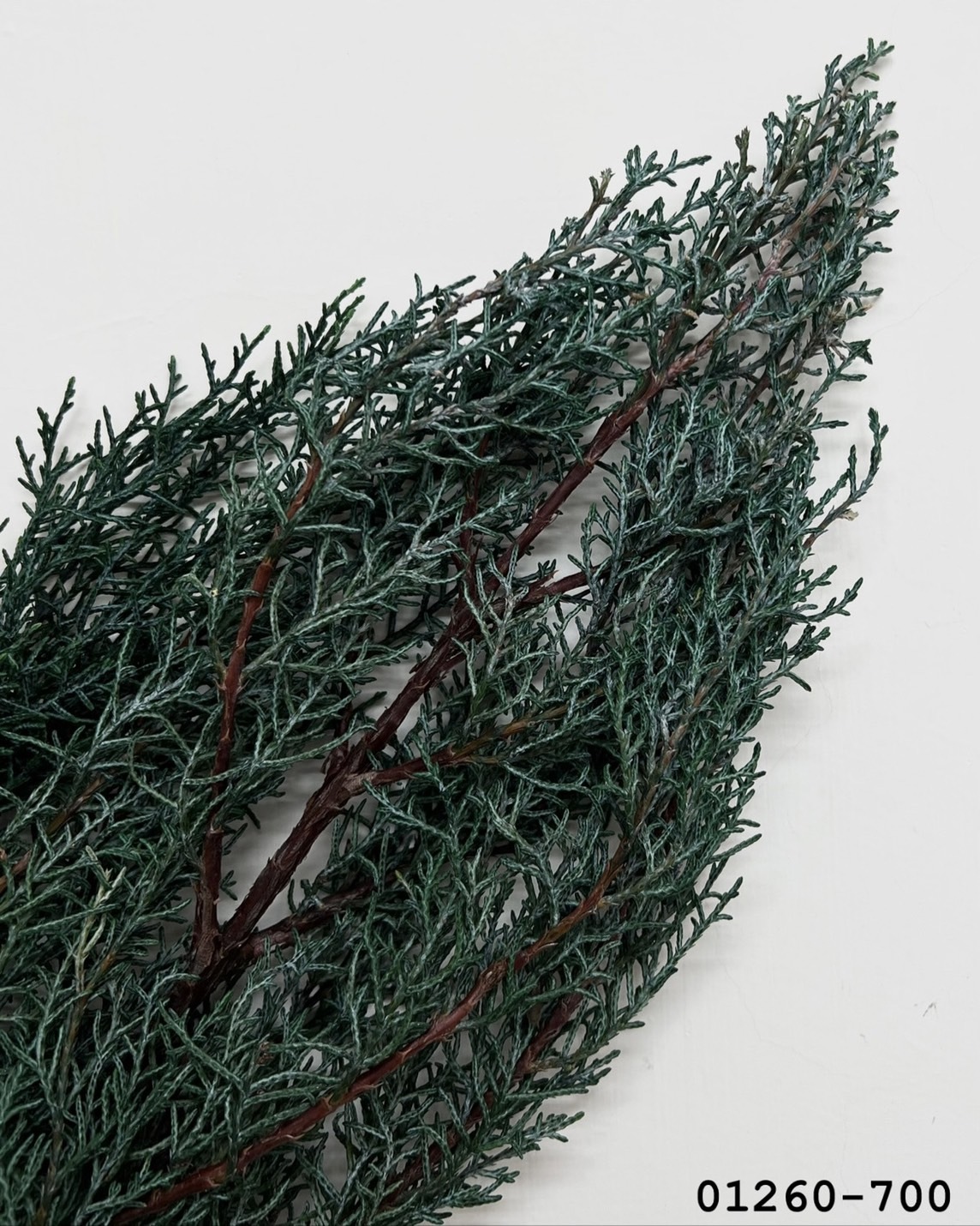 01260-700 不凋藍柏