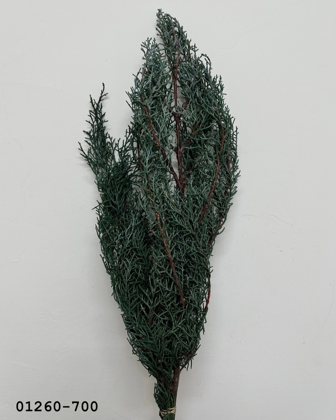 01260-700 不凋藍柏