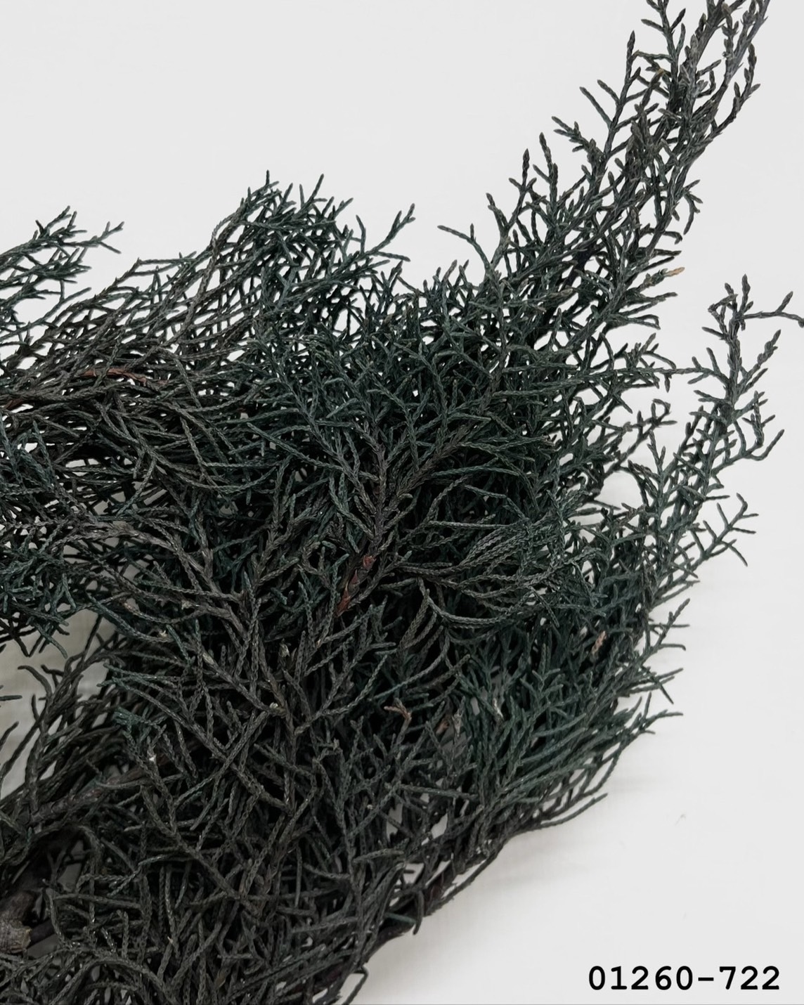 01260-722 不凋藍柏