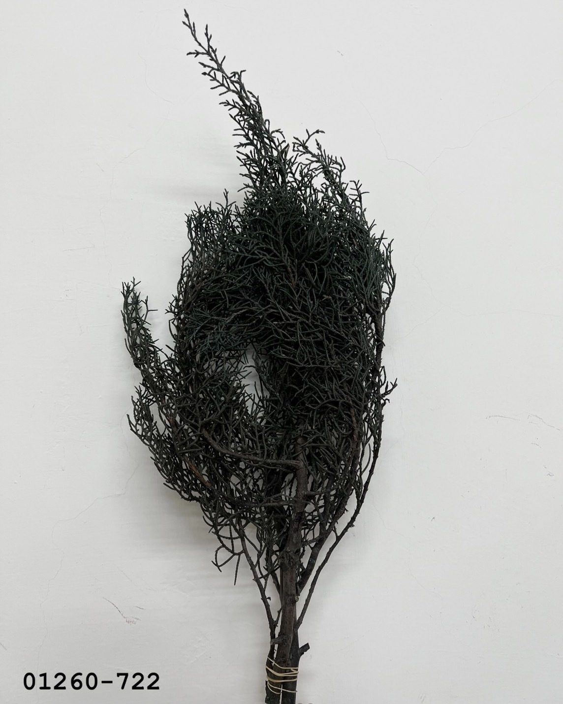 01260-722 不凋藍柏