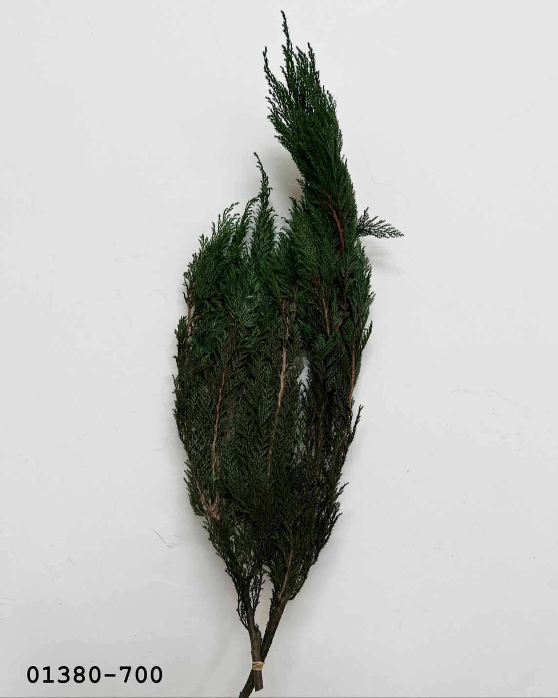 不凋羅漢柏 01380-700