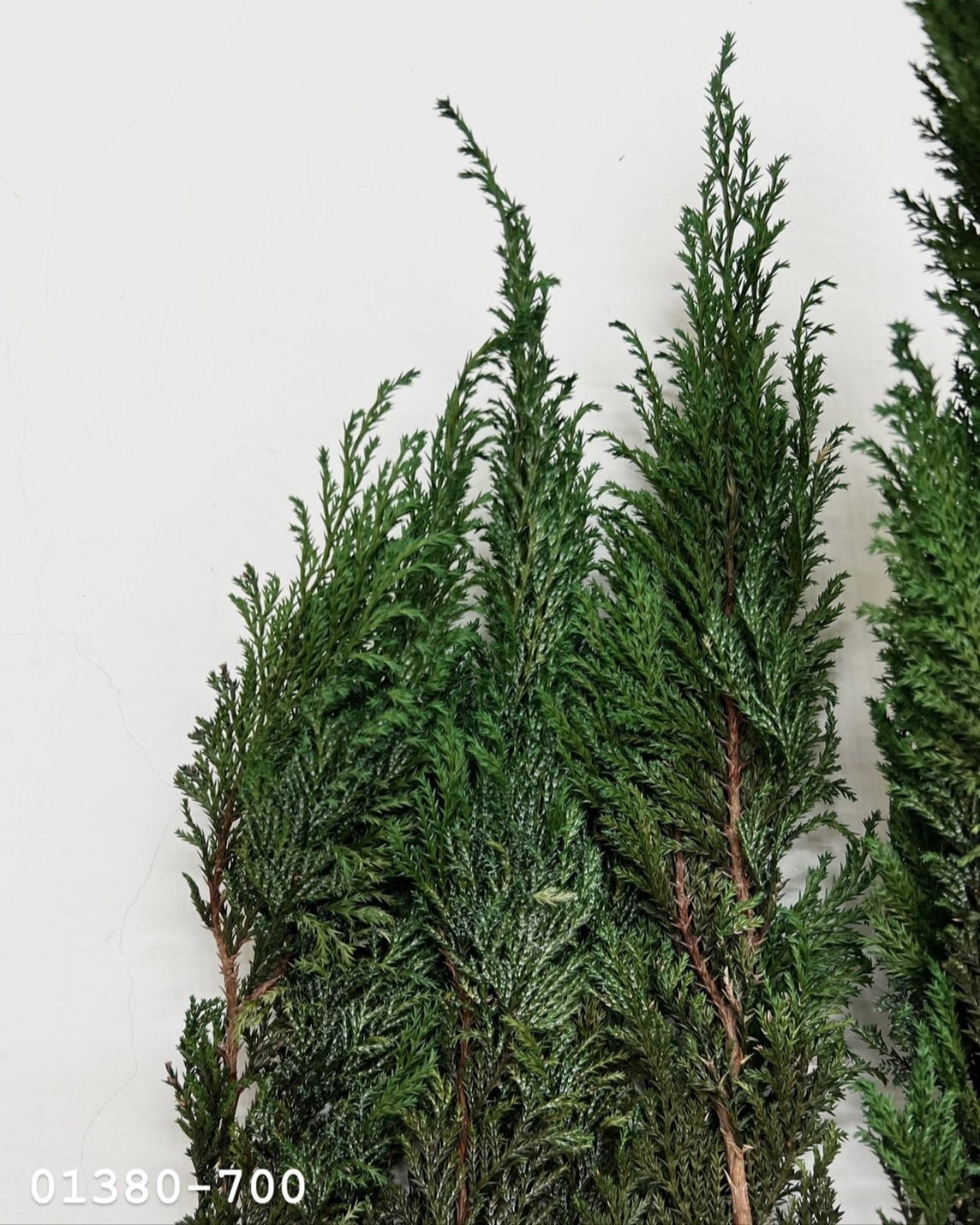 不凋羅漢柏 01380-700