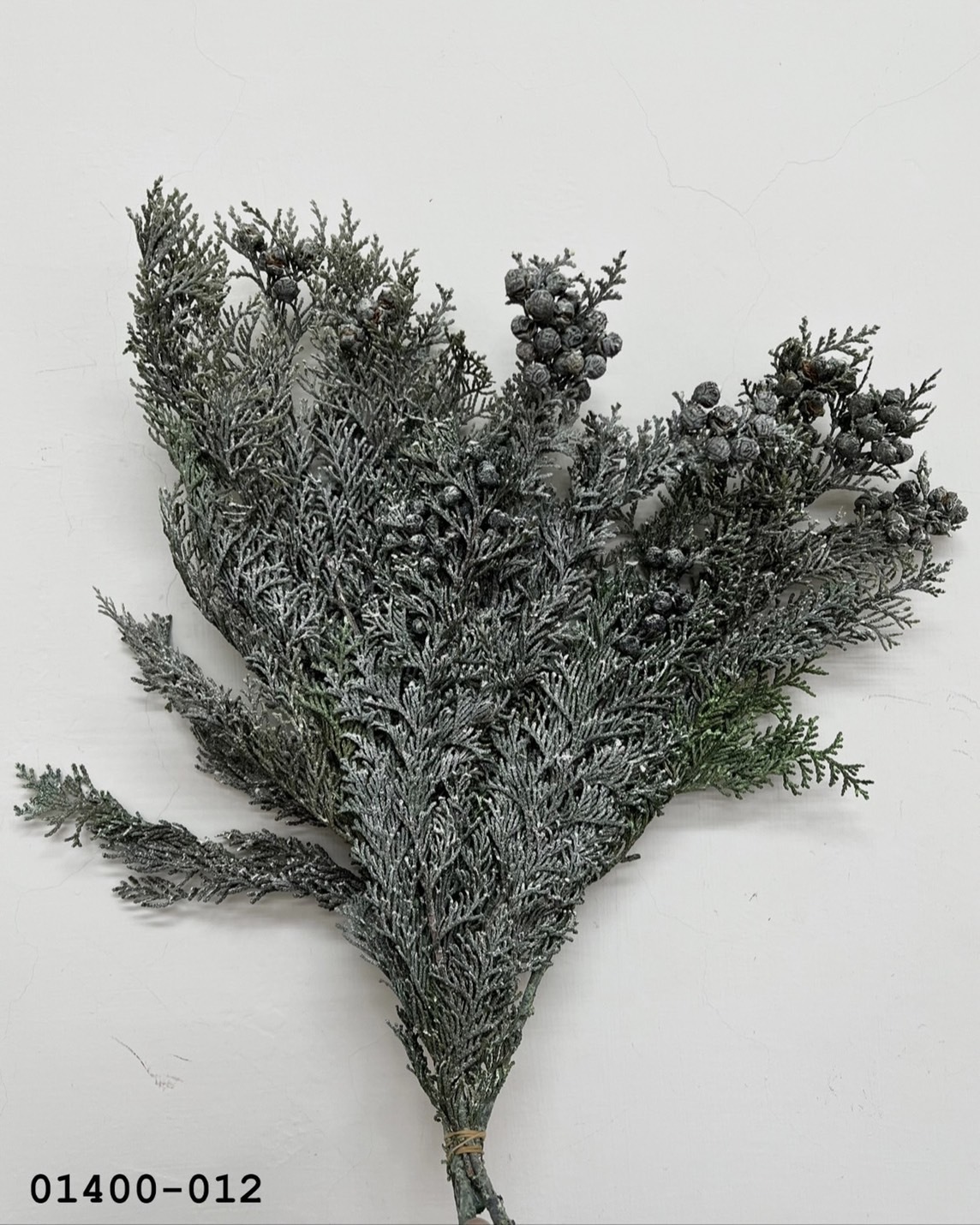 不凋扁柏(附果實) 01400-012