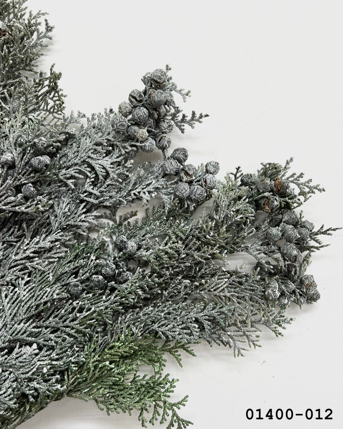 不凋扁柏(附果實) 01400-012