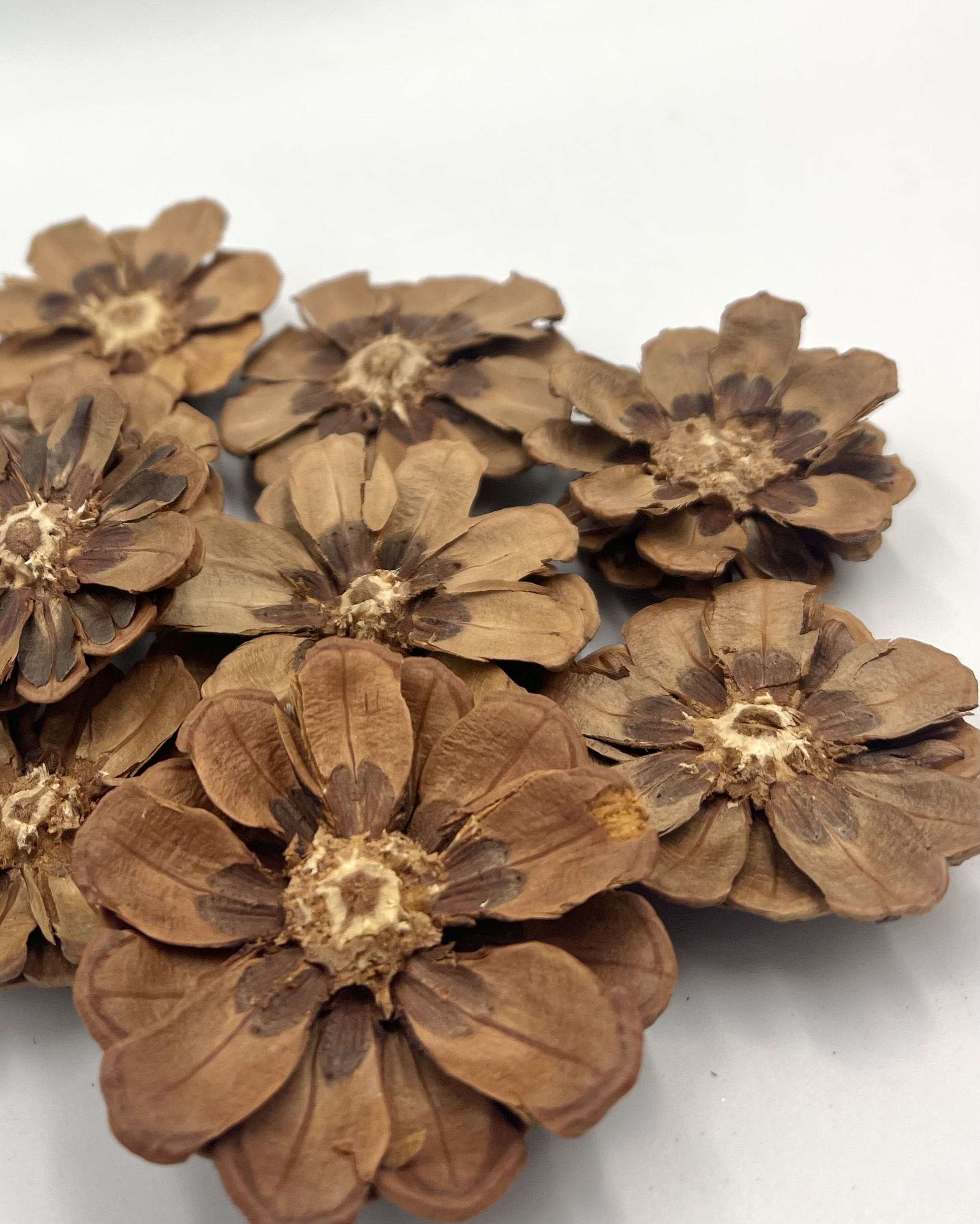 松果花(片)