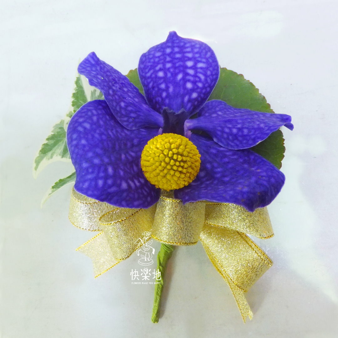 紫靚✵千代蘭胸花  AF231101