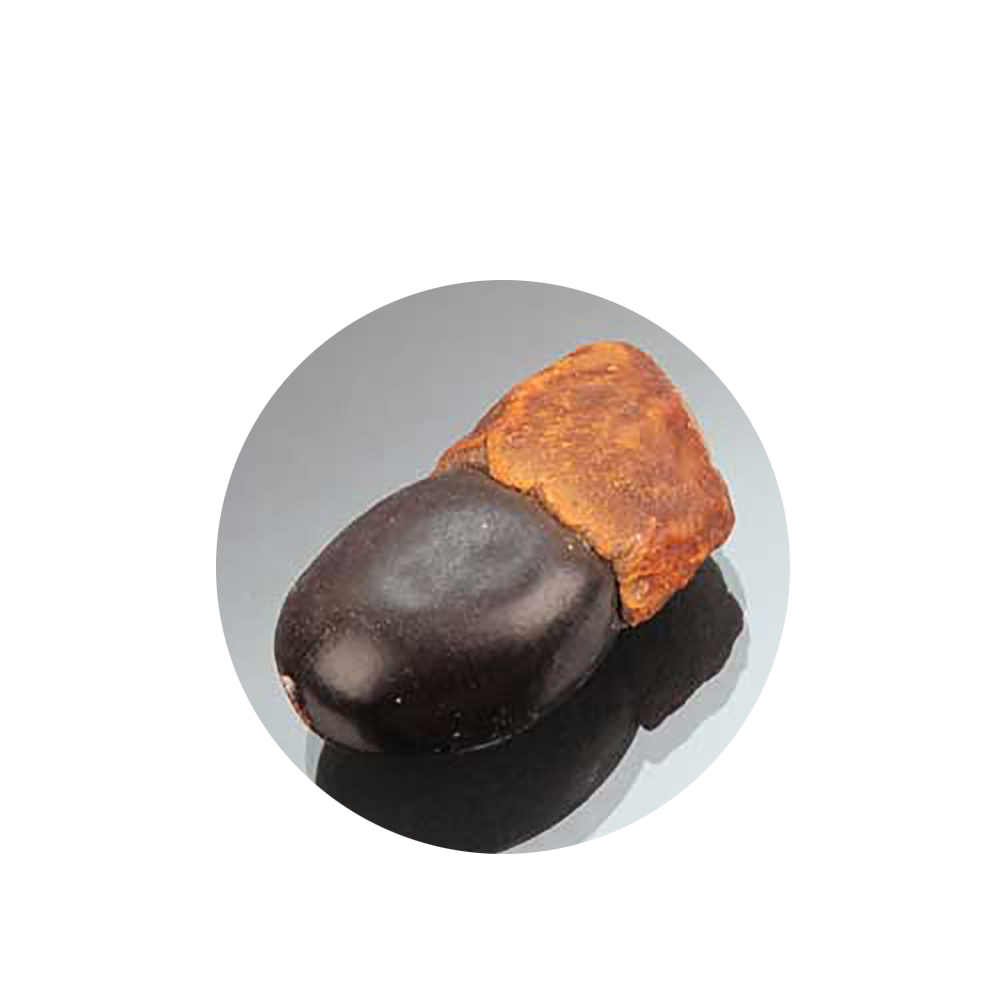 緬茄果3.7*1.7*2.6公分【十方】141710