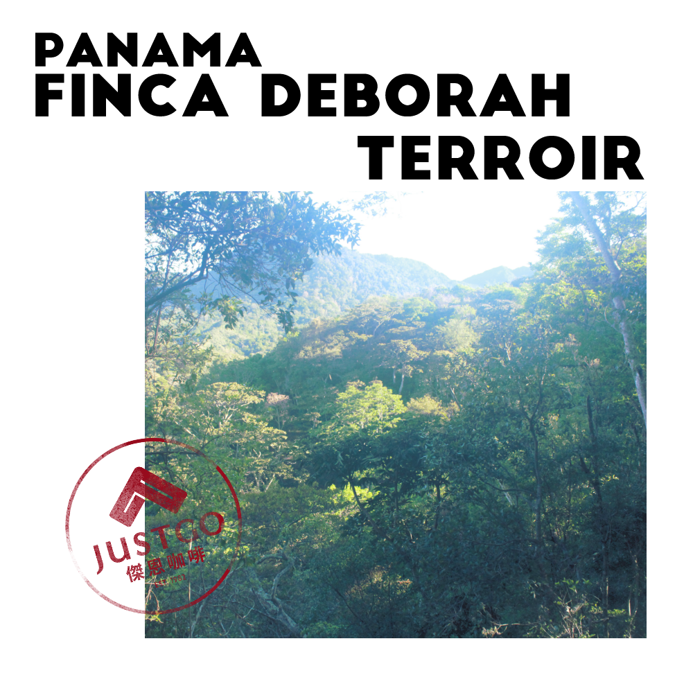 [生豆] 巴拿馬 Finca Deborah Terroir（風土） GESHA 水洗