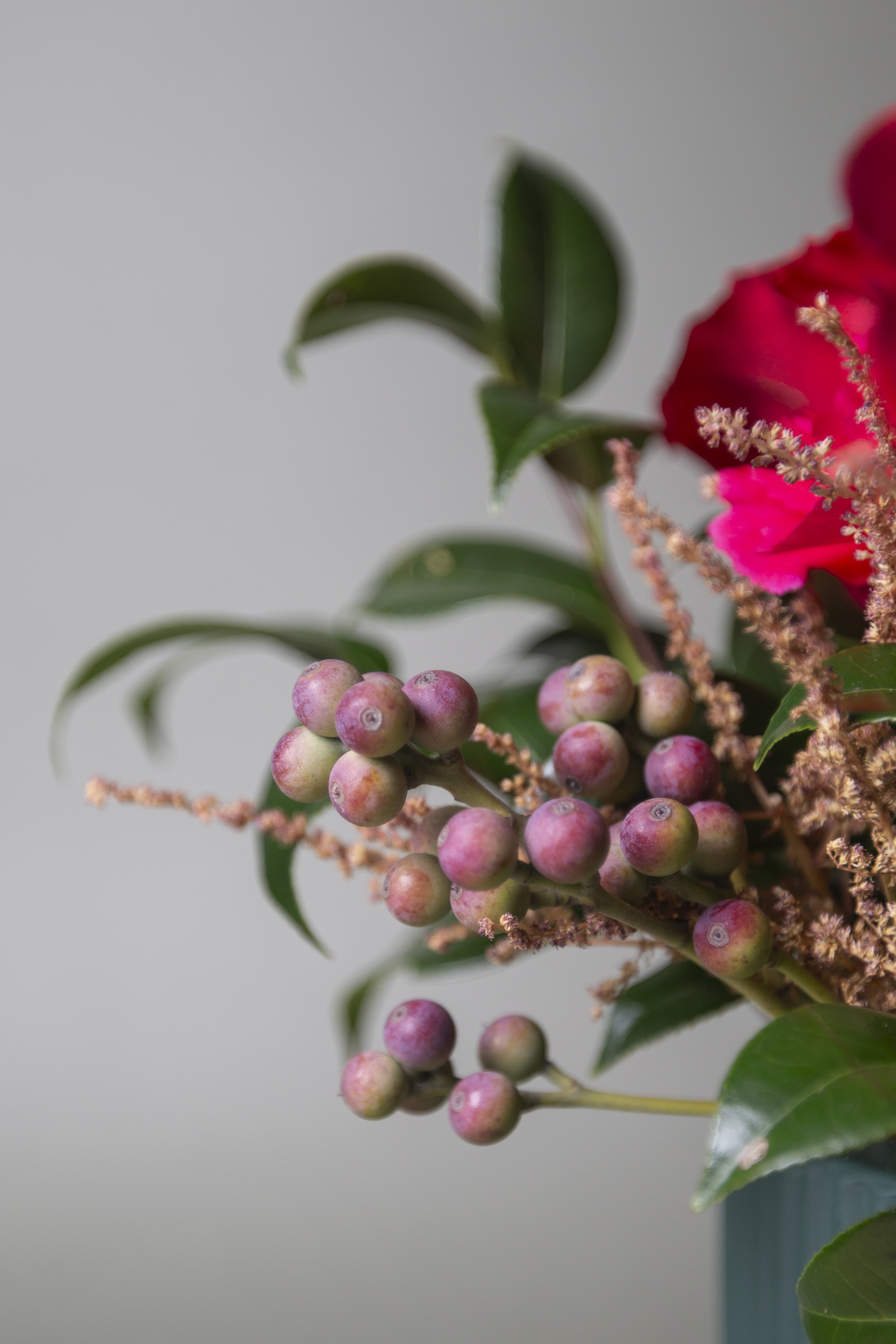 瑪德琳｜進口紅玫｜開幕送禮