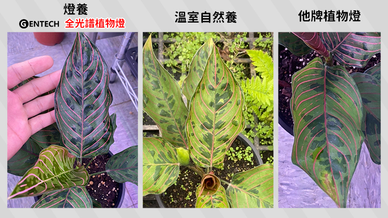 全光譜植物燈養的植物實際照片