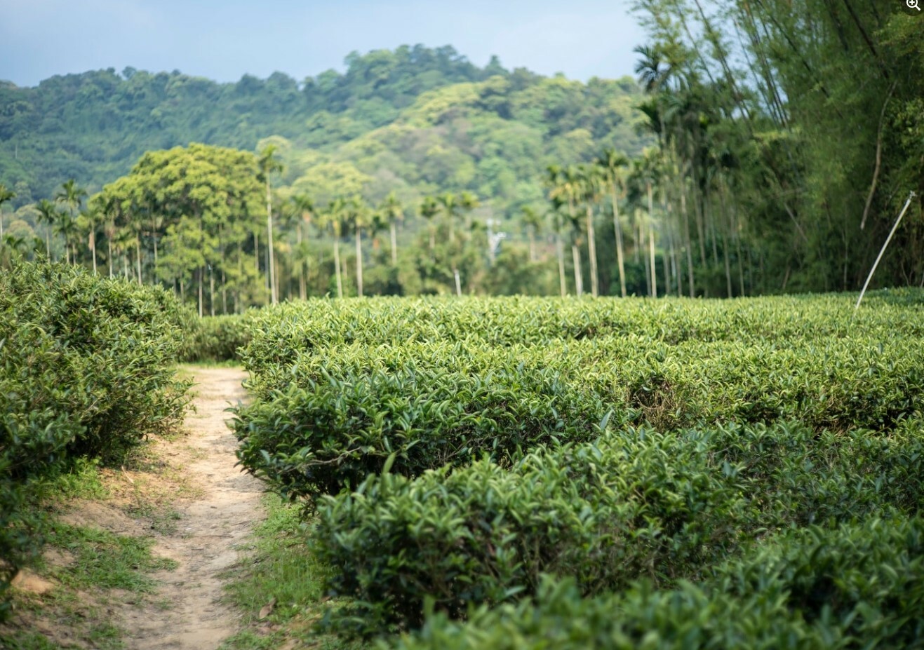【預計四月下旬陸續發貨】三峽農會💮明前春茶-龍井茶【150g/鋁封裸包裝】