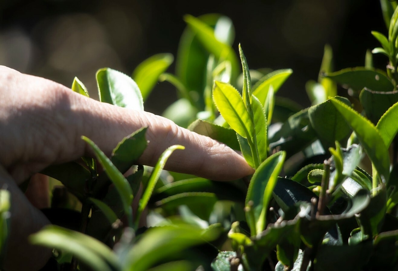 三峽農會💮冬茶9折優惠-龍井茶禮盒 (2 罐入)【300g/盒】