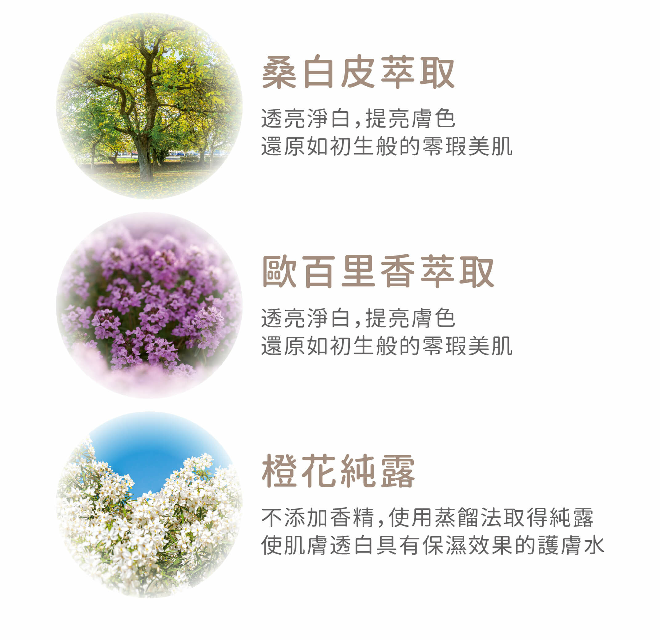 夏季保濕【輕漢方 - B5靈芝修護 瞬滲面膜】無酒精 水絲羽隱形貼 - 面膜/凍膜/泥膜 - 其他材質 白色
