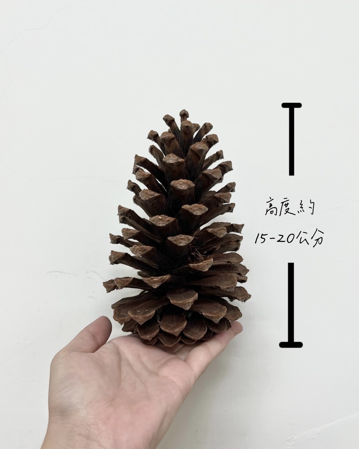 原色松果15-20公分(單顆)