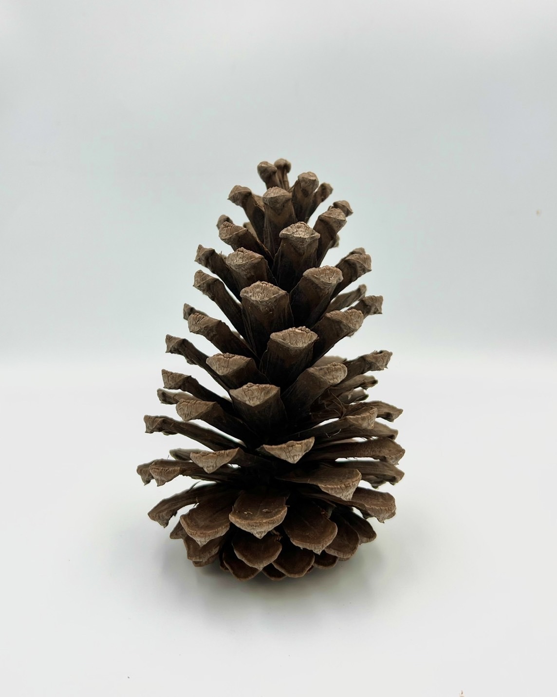 原色松果15-20公分(單顆)