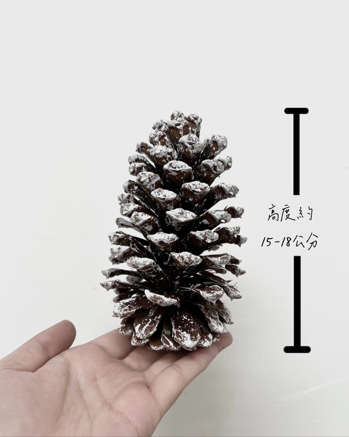 白雪松果15-18公分(單顆)