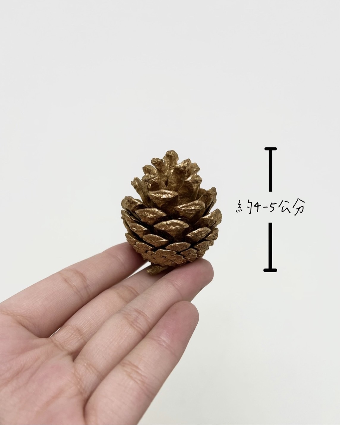 染金松果4-5公分(包)