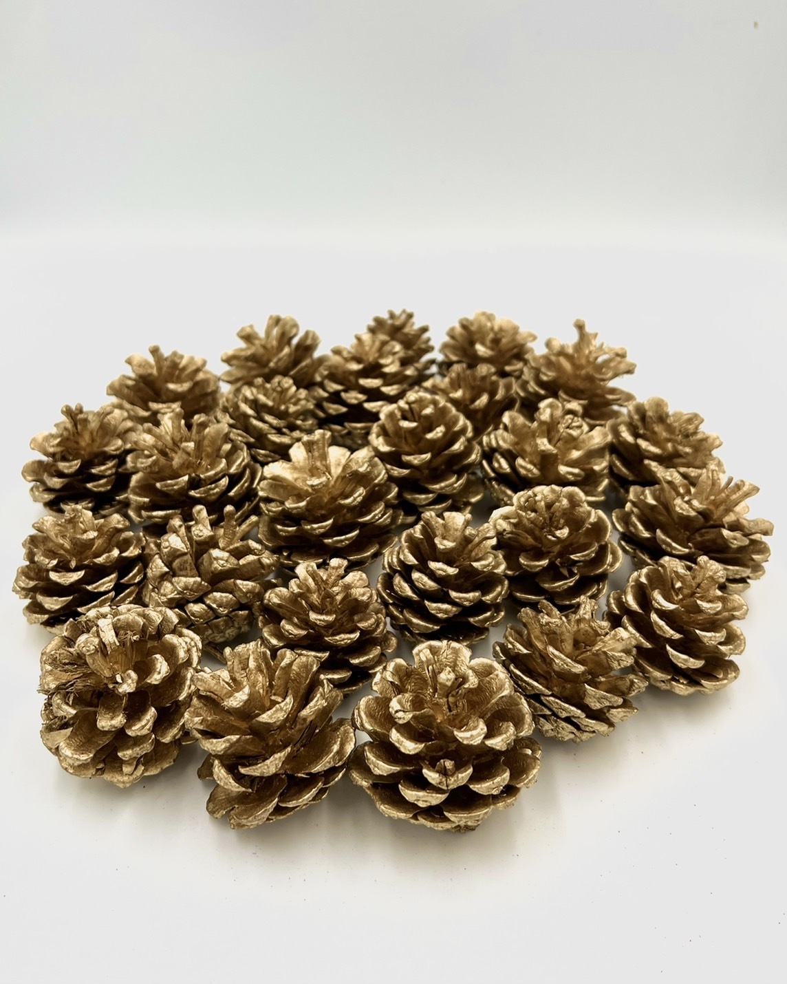 染金松果5-6公分(包)