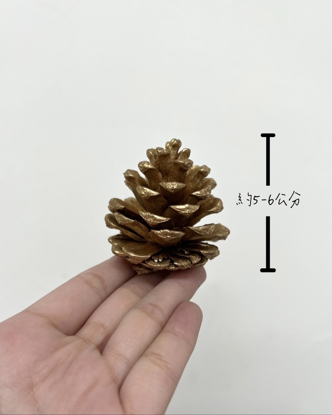 染金松果5-6公分(包)