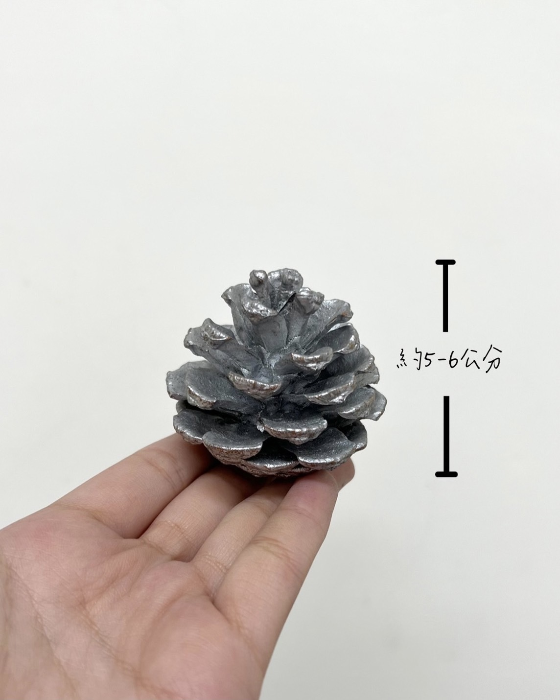 染銀松果5-6公分(包)